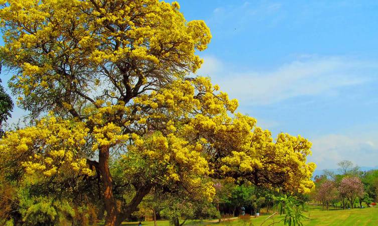 Hotels near Sector 42 Attawa Chandigarh